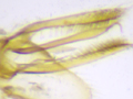 Phyllonorycter hostis